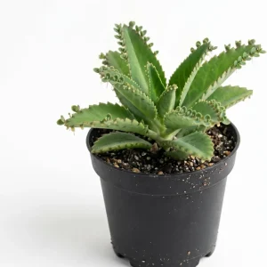 Mother of Thousands Live Plant – Green Kalanchoe Succulent – 2 Inch Pot – Indoor/Outdoor - Image 1