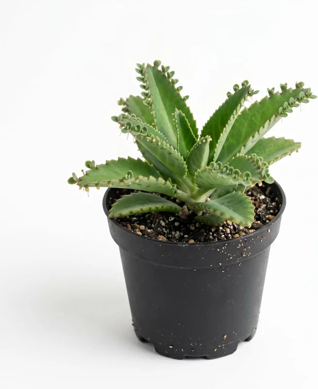 Mother of Thousands Live Plant – Green Kalanchoe Succulent – 2 Inch Pot – Indoor/Outdoor - Image 1