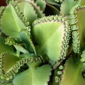 Mother of Thousands Live Plant – Green Kalanchoe Succulent – 2 Inch Pot – Indoor/Outdoor - Image 2