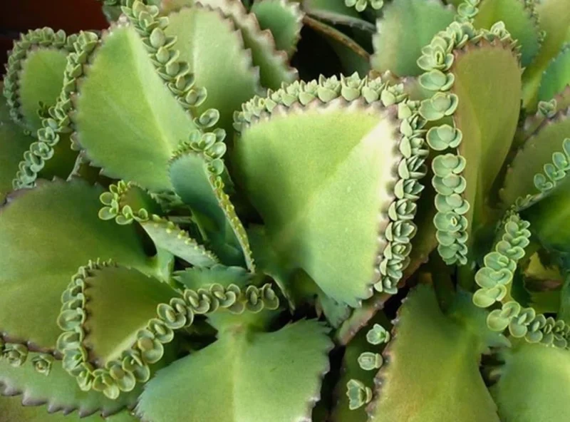 Mother of Thousands Live Plant – Green Kalanchoe Succulent – 2 Inch Pot – Indoor/Outdoor - Image 2