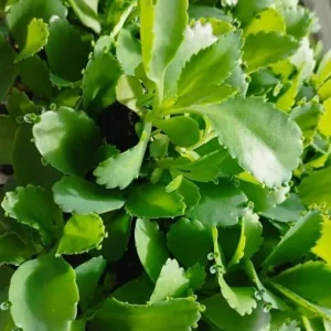 Mother of Thousands Live Plant – Green Kalanchoe Succulent – 2 Inch Pot – Indoor/Outdoor - Image 3