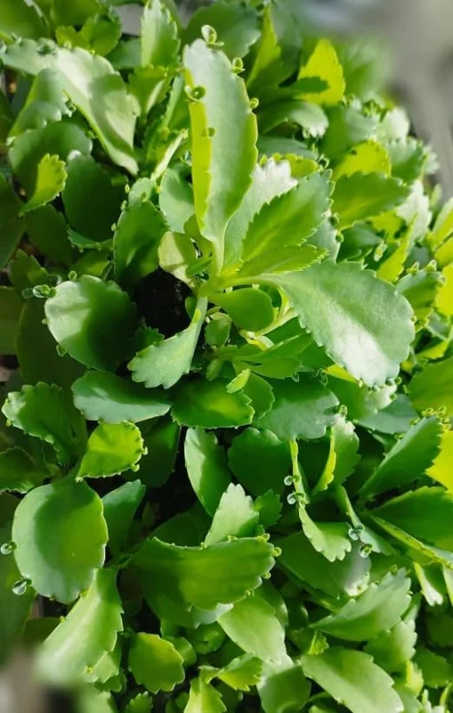 Mother of Thousands Live Plant – Green Kalanchoe Succulent – 2 Inch Pot – Indoor/Outdoor - Image 3
