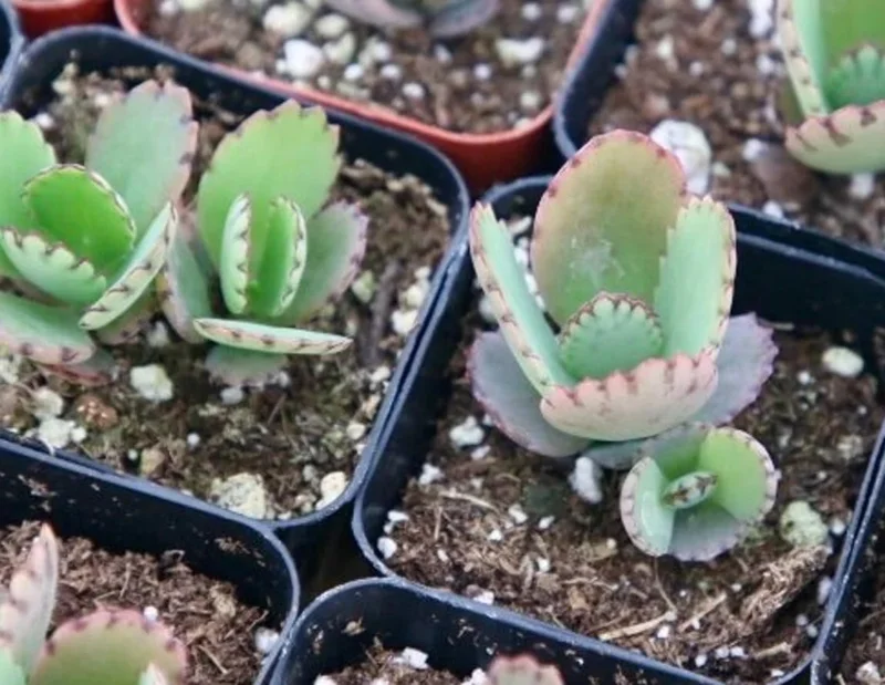 Mother of Thousands Live Plant – Green Kalanchoe Succulent – 2 Inch Pot – Indoor/Outdoor - Image 4