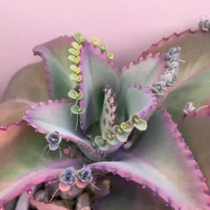 Mother of Thousands Live Plant – Green Kalanchoe Succulent – 2 Inch Pot – Indoor/Outdoor - Image 5