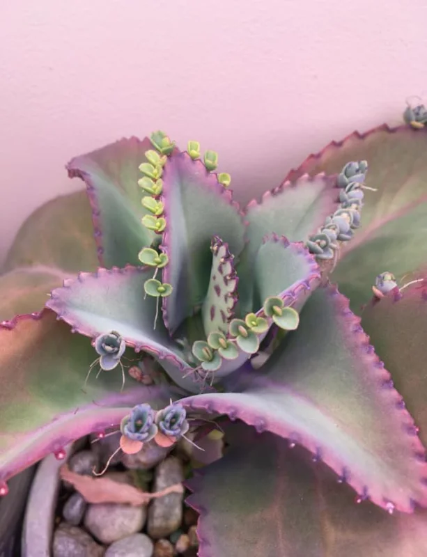 Mother of Thousands Live Plant – Green Kalanchoe Succulent – 2 Inch Pot – Indoor/Outdoor - Image 5