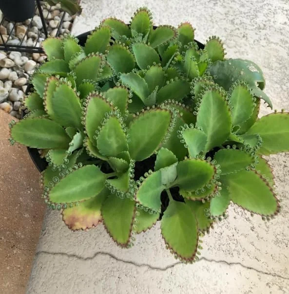 Mother of Thousands Live Plant – Green Kalanchoe Succulent – 2 Inch Pot – Indoor/Outdoor - Image 6