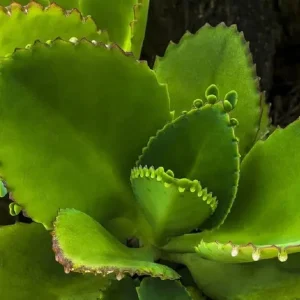 Mother of Thousands Live Plant - Kalanchoe Succulent - 4