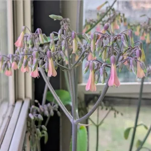 Mother of Thousands Live Plant - Kalanchoe Succulent Green, 4