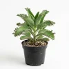 Mother of Thousands Live Plant - Kalanchoe Succulent - 4" Pot - Green Houseplant - Image 1