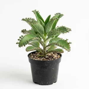 Mother of Thousands Live Plant - Kalanchoe Succulent - 4
