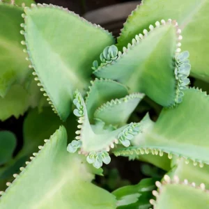 Mother of Thousands Live Plant - Kalanchoe Succulent - 4