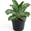 Mother of Thousands Live Plant - Kalanchoe Succulent Green, 4" Pot, Indoor - Image 1