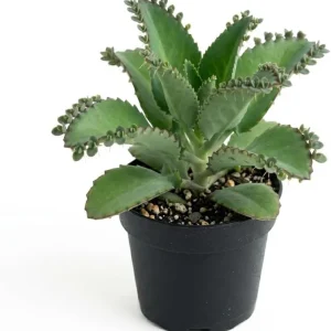Mother of Thousands Live Plant - Kalanchoe Succulent Green, 4