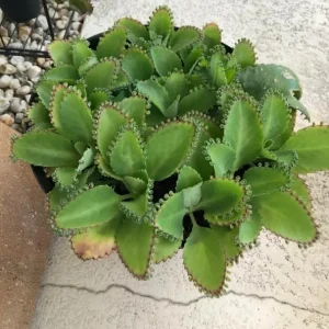 Mother of Thousands Succulent Live Plant, Kalanchoe Green, 2