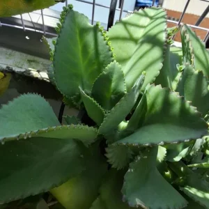 Mother of Thousands Succulent Live Plant, Kalanchoe Green, 2