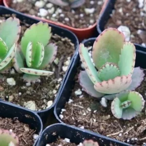 Mother of Thousands Succulent Live Plant, Kalanchoe Green, 2