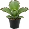 Mother of Thousands Succulent Live Plant, Kalanchoe Green, 2" Pot, Indoor - Image 1
