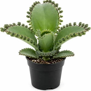 Mother of Thousands Succulent Live Plant, Kalanchoe Green, 2