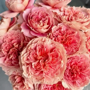 Moulin de la Galette Rose Live Plant - Fragrant Orange/Pink Double Blooms - 150-250 cm Tall - Image 3