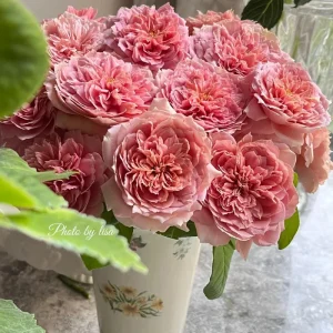 Moulin de la Galette Rose Live Plant - Fragrant Orange/Pink Double Blooms - 150-250 cm Tall - Image 4
