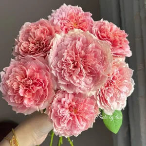 Moulin de la Galette Rose Live Plant - Fragrant Orange/Pink Double Blooms - 150-250 cm Tall - Image 5