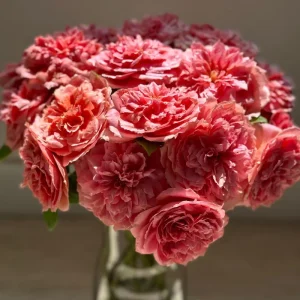 Moulin de la Galette Rose Live Plant - Fragrant Orange/Pink Double Blooms - 150-250 cm Tall - Image 7