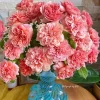 Moulin de la Galette Rose Live Plant - Fragrant Orange/Pink Double Blooms - 150-250 cm Tall - Image 1