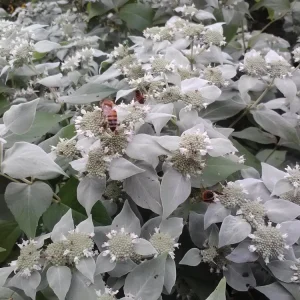Mountain Mint Live Plant - Pycnanthemum muticum - Starter Plant - Zones 4-9 - Image 4