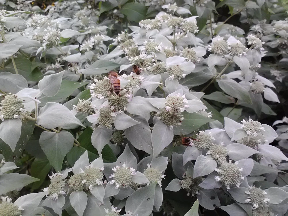Mountain Mint Live Plant - Pycnanthemum muticum - Starter Plant - Zones 4-9 - Image 4