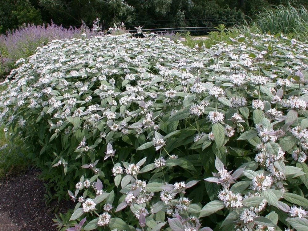 Mountain Mint Live Plant - Pycnanthemum muticum - Starter Plant - Zones 4-9 - Image 1
