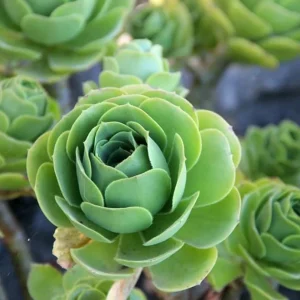 Mountain Rose Succulent Plant - Live Aeonium Greenovia, 2