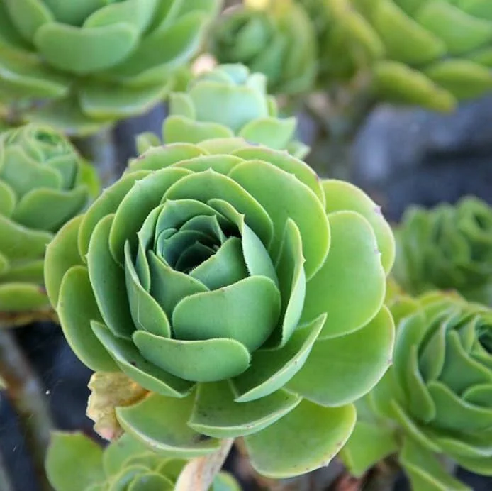 Mountain Rose Succulent Plant - Live Aeonium Greenovia, 2" Pot, Indoor/Outdoor - Image 2