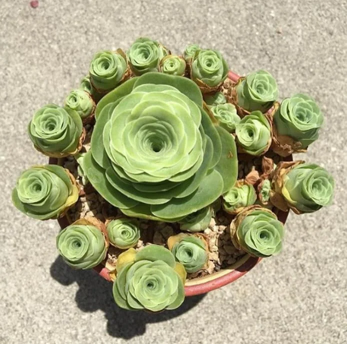 Mountain Rose Succulent Plant - Live Aeonium Greenovia, 2" Pot, Indoor/Outdoor - Image 3