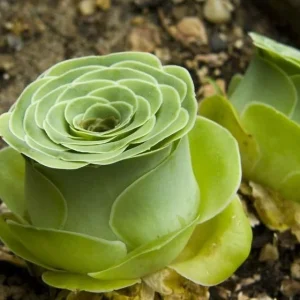 Mountain Rose Succulent Plant - Live Aeonium Greenovia, 2