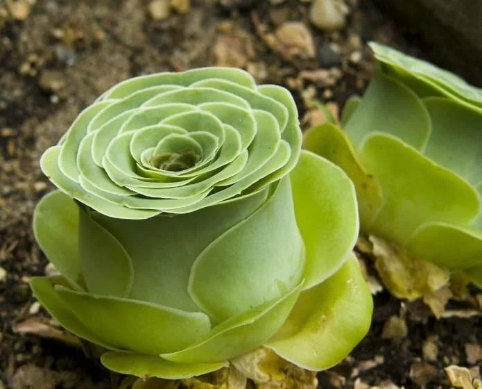 Mountain Rose Succulent Plant - Live Aeonium Greenovia, 2" Pot, Indoor/Outdoor - Image 4