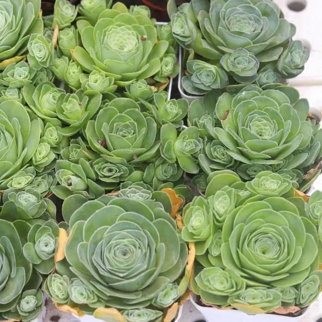 Mountain Rose Succulent Plant - Live Aeonium Greenovia, 2" Pot, Indoor/Outdoor - Image 5
