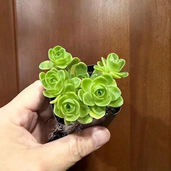 Mountain Rose Succulent Plant - Live Aeonium Greenovia, 2" Pot, Indoor/Outdoor - Image 6