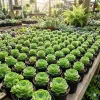 Mountain Rose Succulent Plant - Live Aeonium Greenovia, 2" Pot, Indoor/Outdoor - Image 1