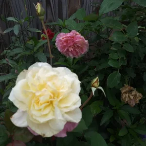 Multi-Color Rose Cuttings - 6 Fresh 8-Inch Cuttings for Planting - Image 2