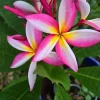Multicolor Plumeria Live Plant - Well Rooted Tropical Tree - Red, 3 inch - Image 1