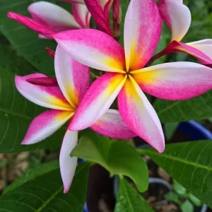 Multicolor Plumeria Live Plant - Well Rooted Tropical Tree - Red, 3 inch - Image 1