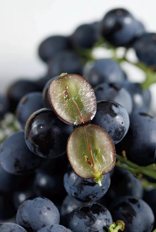 Muscat Hamburg Grape Vine Tree - Bare Root - Black Table Grape - Sweet & Aromatic - Image 2
