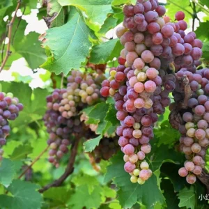 Muscat Hamburg Grape Vine Tree - Bare Root - Black Table Grape - Sweet & Aromatic - Image 3
