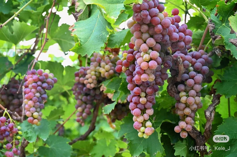 Muscat Hamburg Grape Vine Tree - Bare Root - Black Table Grape - Sweet & Aromatic - Image 3
