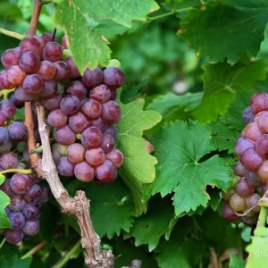 Muscat Hamburg Grape Vine Tree - Bare Root - Black Table Grape - Sweet & Aromatic - Image 4