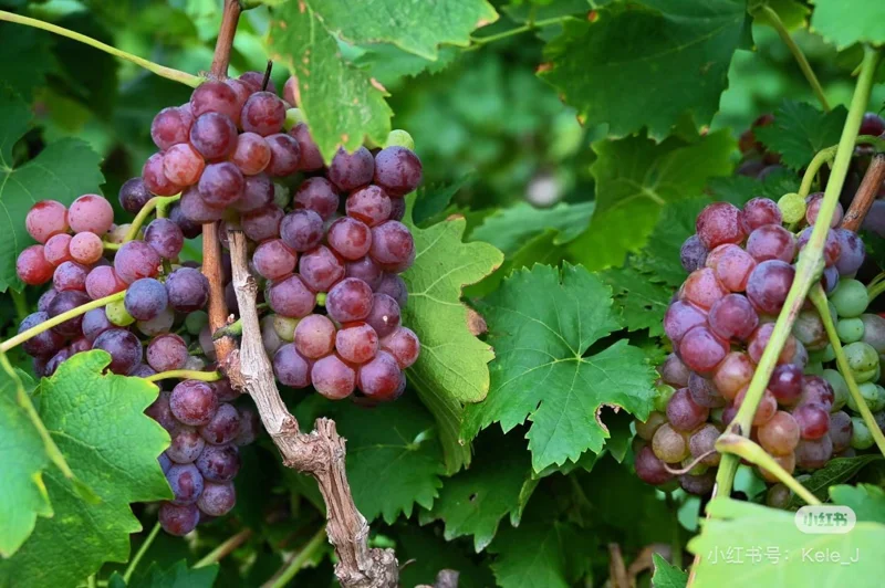 Muscat Hamburg Grape Vine Tree - Bare Root - Black Table Grape - Sweet & Aromatic - Image 4