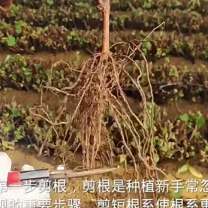 Muscat Hamburg Grape Vine Tree - Bare Root - Black Table Grape - Sweet & Aromatic - Image 8