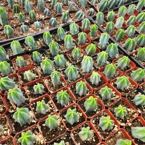 Myrtillocactus Geometrizans Cactus Live Plant - 2 inch or 4 inch Pot - Indoor/Outdoor - Image 3