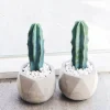 Myrtillocactus Geometrizans Cactus Live Plant - 2 inch or 4 inch Pot - Indoor/Outdoor - Image 1
