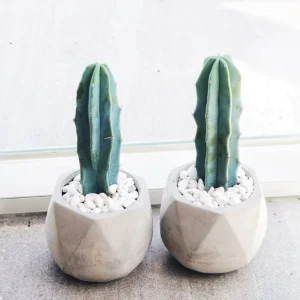 Myrtillocactus Geometrizans Cactus Live Plant - 2 inch or 4 inch Pot - Indoor/Outdoor - Image 1